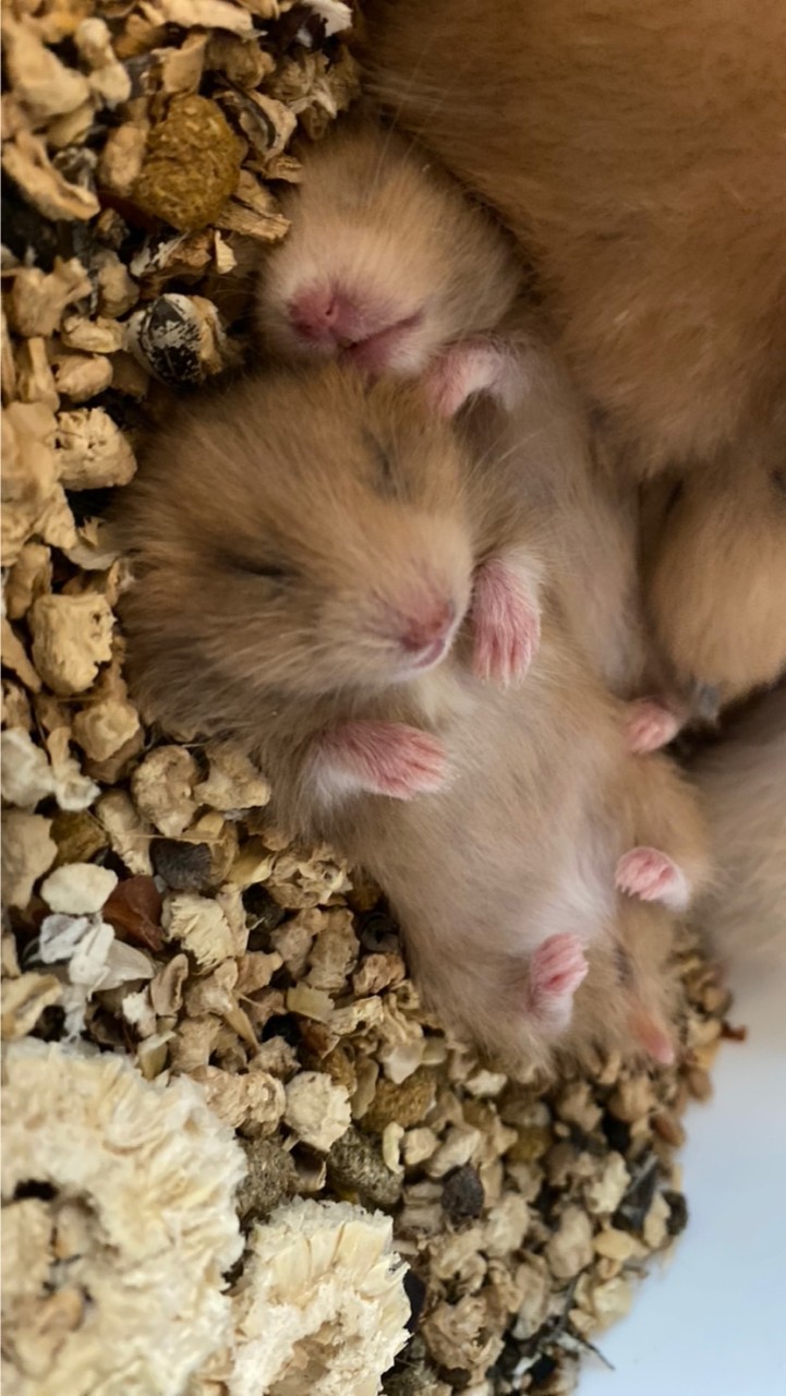 Syrian Hamster LP Home