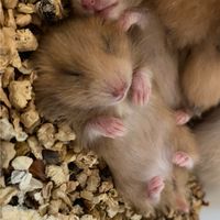 Syrian Hamster LP Home