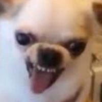 打倒白蓮教