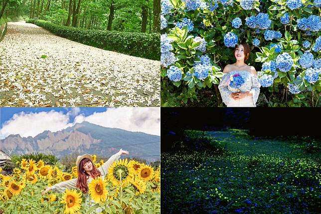 五月賞花指南 加碼 陸地版藍眼淚 陽明山高家繡球花田 苗栗油桐花步道 台中向日葵花海 上報 Line Today