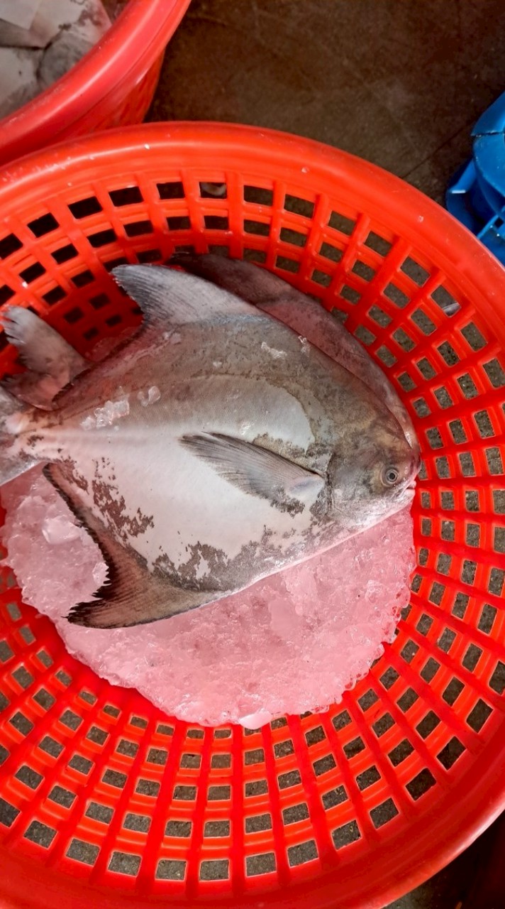 梧棲漁港鮮魚貨拍賣場