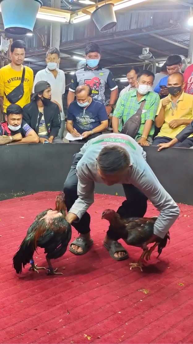 บ้านไก่ชน