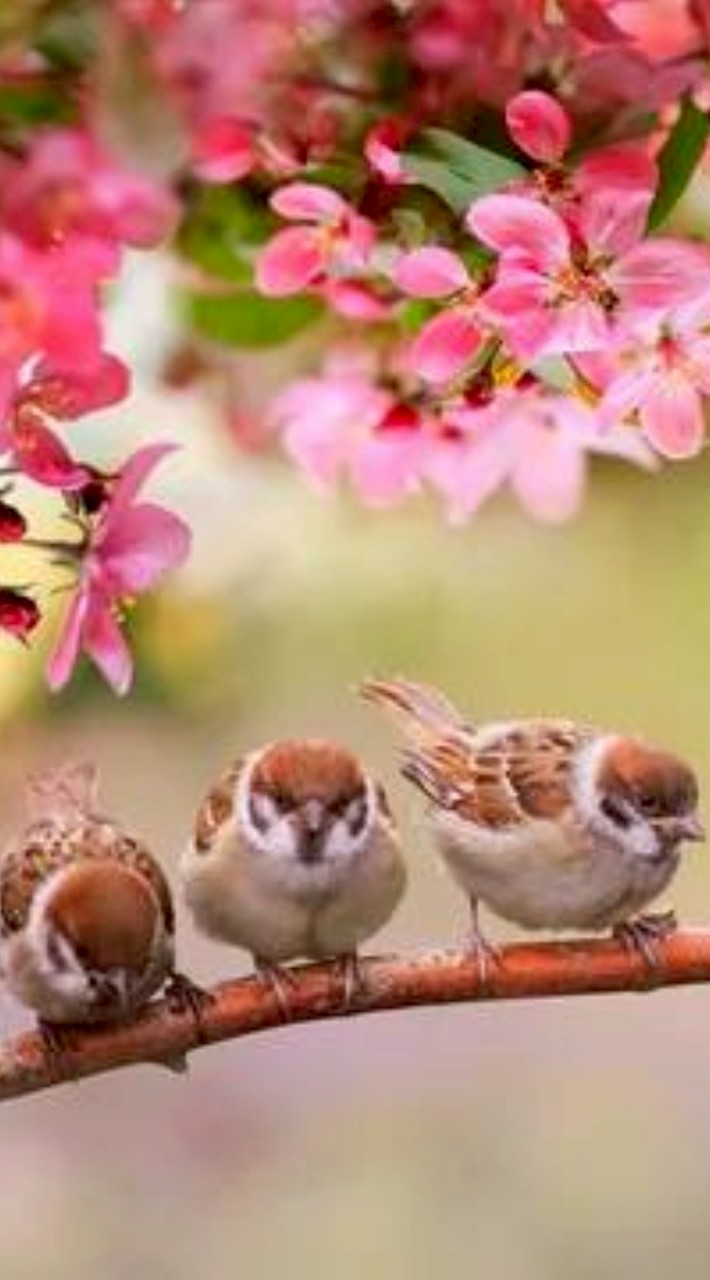 🌸Animal Roomᐠ( ᐛ )ᐟ