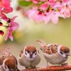 🌸Animal Roomᐠ( ᐛ )ᐟ