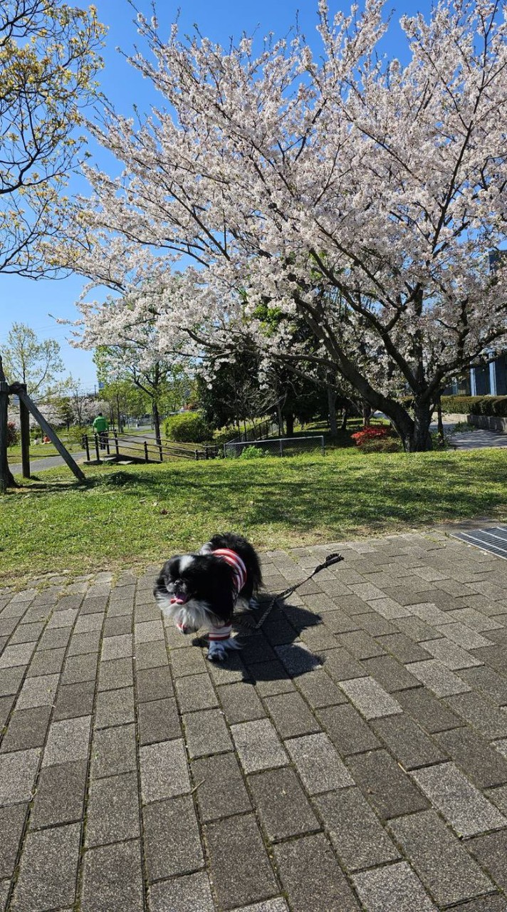 🌸Animal Roomᐠ( ᐛ )ᐟ