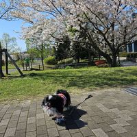 🌸Animal Roomᐠ( ᐛ )ᐟ
