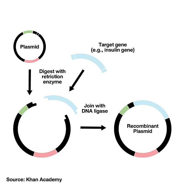 What Should We Be Thinking If Genetic Engineering Has Become Common Today Workpointtoday Line Today