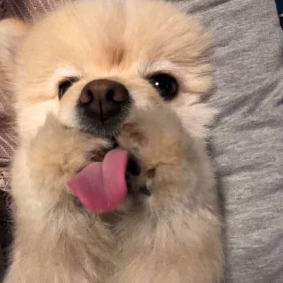 病気やケガが原因の場合も 犬が自分の体をなめる理由とは