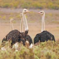 8 Fakta Burung Unta Burung Terbesar Pelari Tercepat Di Dunia