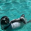 はなすよ