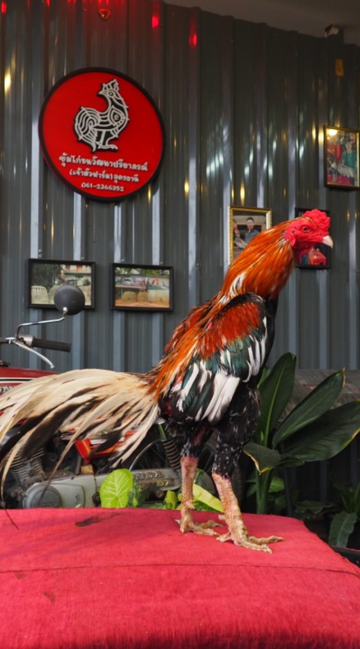 ไก่เหลืองหางขาวพระเจ้าห้าพระองค์ ไก่ชนพระนเรศวร สายตี
