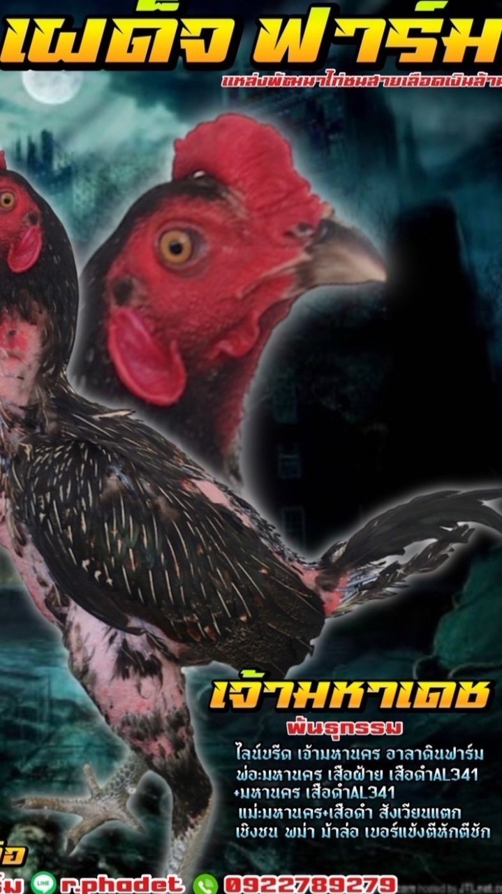 เผด็จ ฟาร์ม แหล่งพัฒนาต่อยอด ไก่ชน พม่า สายเลือดดีๆ