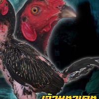 เยียร์นครไทย ฟาร์ม ไก่ชน