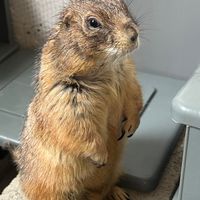 黑尾土撥鼠飼養經驗分享社