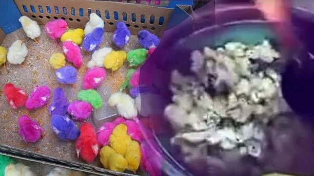 Terlihat Imut Nggak Nyangka Pembuatan Anak Ayam Warna Warni