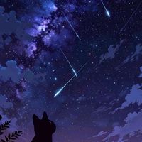 貓戰士-夜族🌘