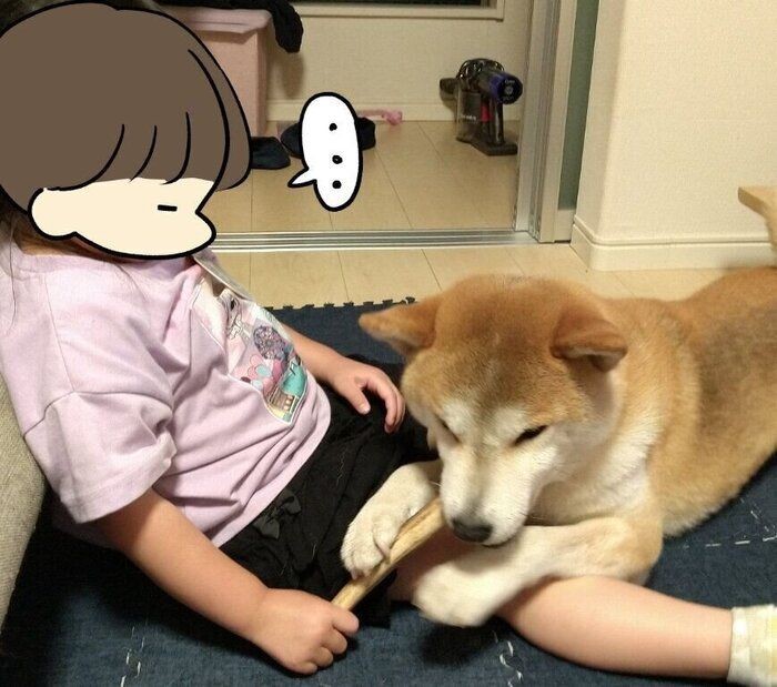 この手を離さない 柴犬タロさんの為に頑張る娘