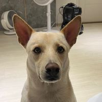 DOKY手作寵物零食