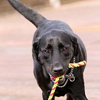 スタジオドッグラン Line Official Account