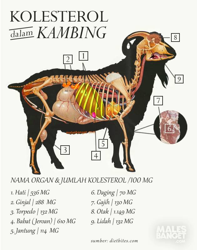 Unduh 400 Gambar Ginjal Kambing Terbaik Gratis HD