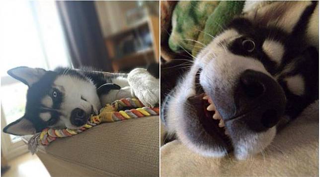 Anjing Bertampang Garang Pembawa Rezeki