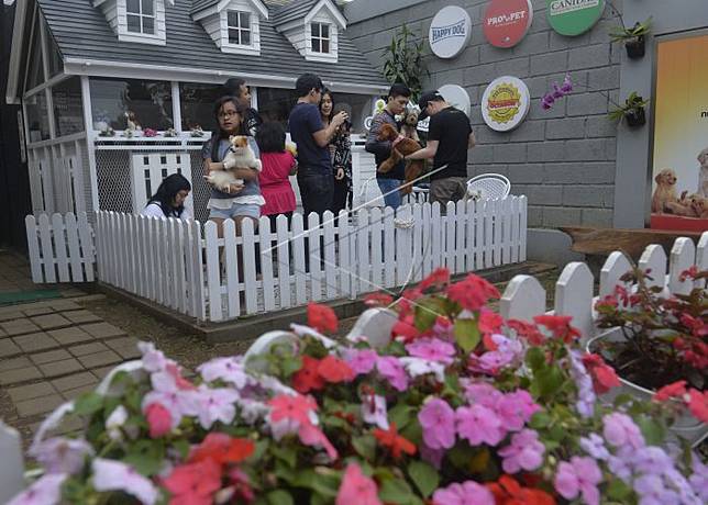 Rumah Guguk Tempat Berlabuh Pencinta Anjing
