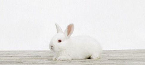 バニーこども診療所 Line Official Account