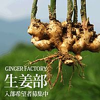 GINGER FACTORY