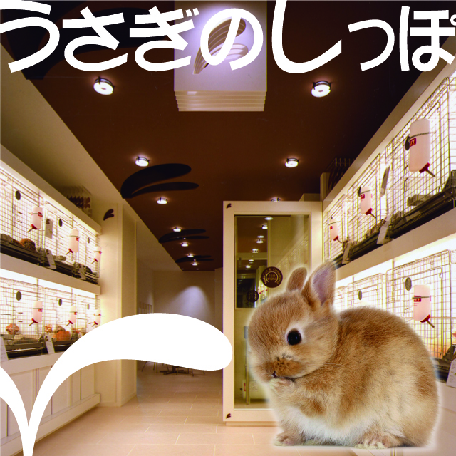 うさぎのしっぽ Line Official Account