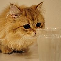 Cat Cafe 猫助 - LINE＠ u0026 LINE公式アカウント人気ランキング