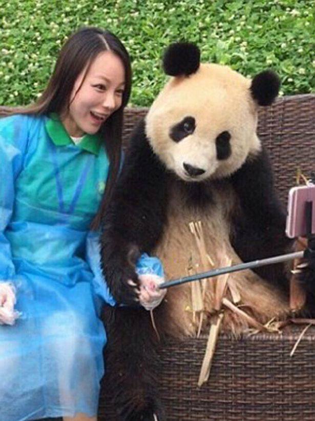 Aduh Imutnya.. Foto Panda Selfie Bareng Turis Jadi Viral di China