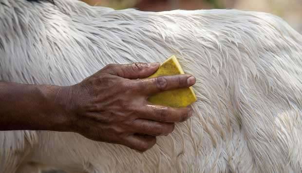  Mahasiswa UI Kembangkan Kapsul Berbahan Gelatin Kambing 