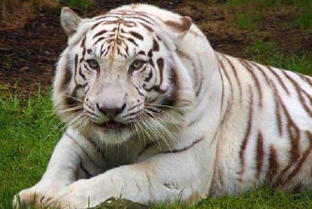 8800 Gambar Hewan Berwarna Putih Gratis
