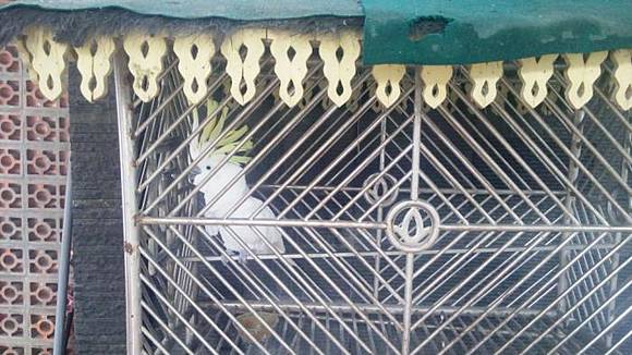 Ditanya Soal Burung Langka Gubernur Sumut Burung Kenapa