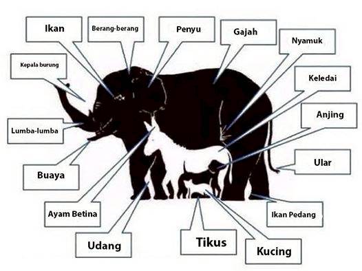 Sketsa Gambar  Ayam  Betina  Contoh Sketsa Gambar 