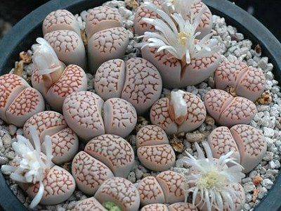 Sumber: cl-cactus.com