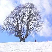 妙高杉ノ原スキー場