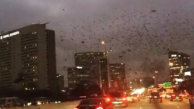 Serem! Tiba-tiba Ribuan Burung Hitam Bersuara Menakutkan Menyerbu Texas, Pertanda Bencana?