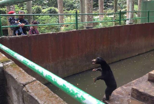 Melihat Lebih Dekat Beruang Madu di Kebun Binatang Bandung, Benarkah Mereka kelaparan?