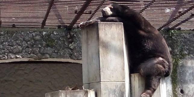 Obesitas, Tujuh Beruang Madu di Kebun Binatang Surabaya Jalani Diet