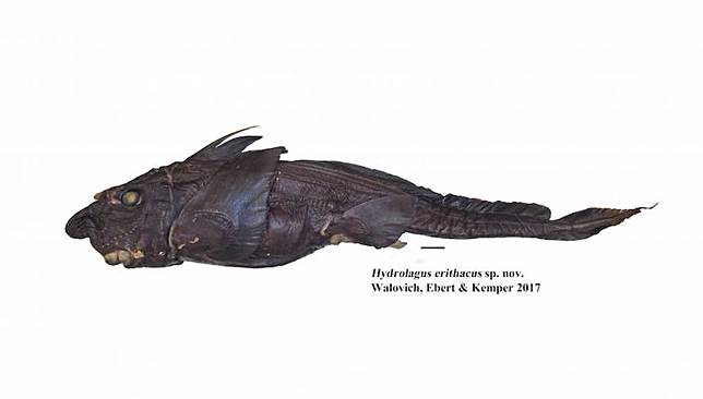 Unduh 520 Koleksi Gambar Hantu Ikan  Gratis HD