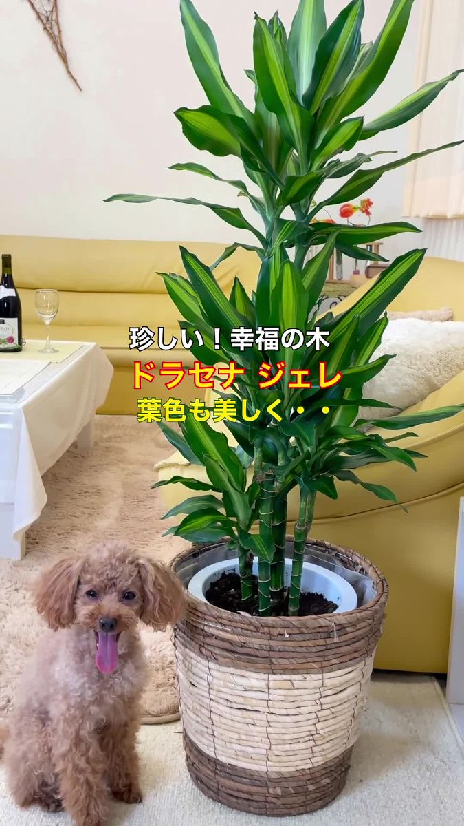 Lineで見れる無料動画 観葉植物の 幸福の木 ドラセナ ジェレ 風水や花言葉は 観葉植物のブルーミングスケープのブログ