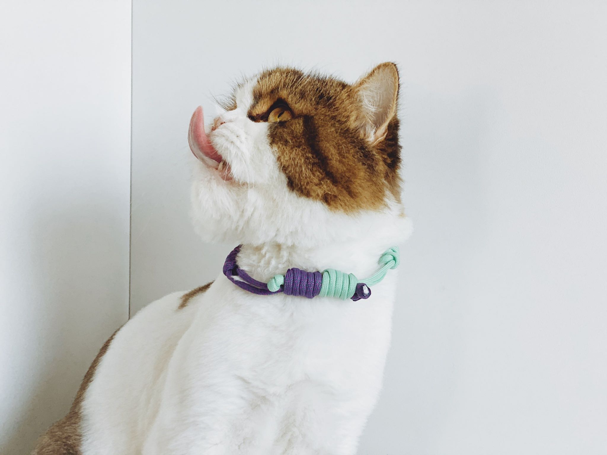 Paracord Cat Collar with bell 2tone