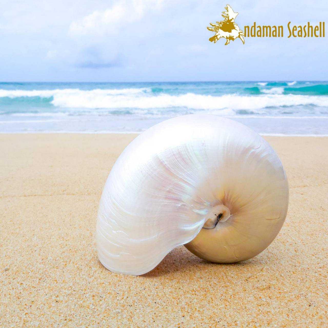 Andaman seashell เปลือกหอย หอยงวงช้าง ขัดมุก (Nautilus pompilius ...
