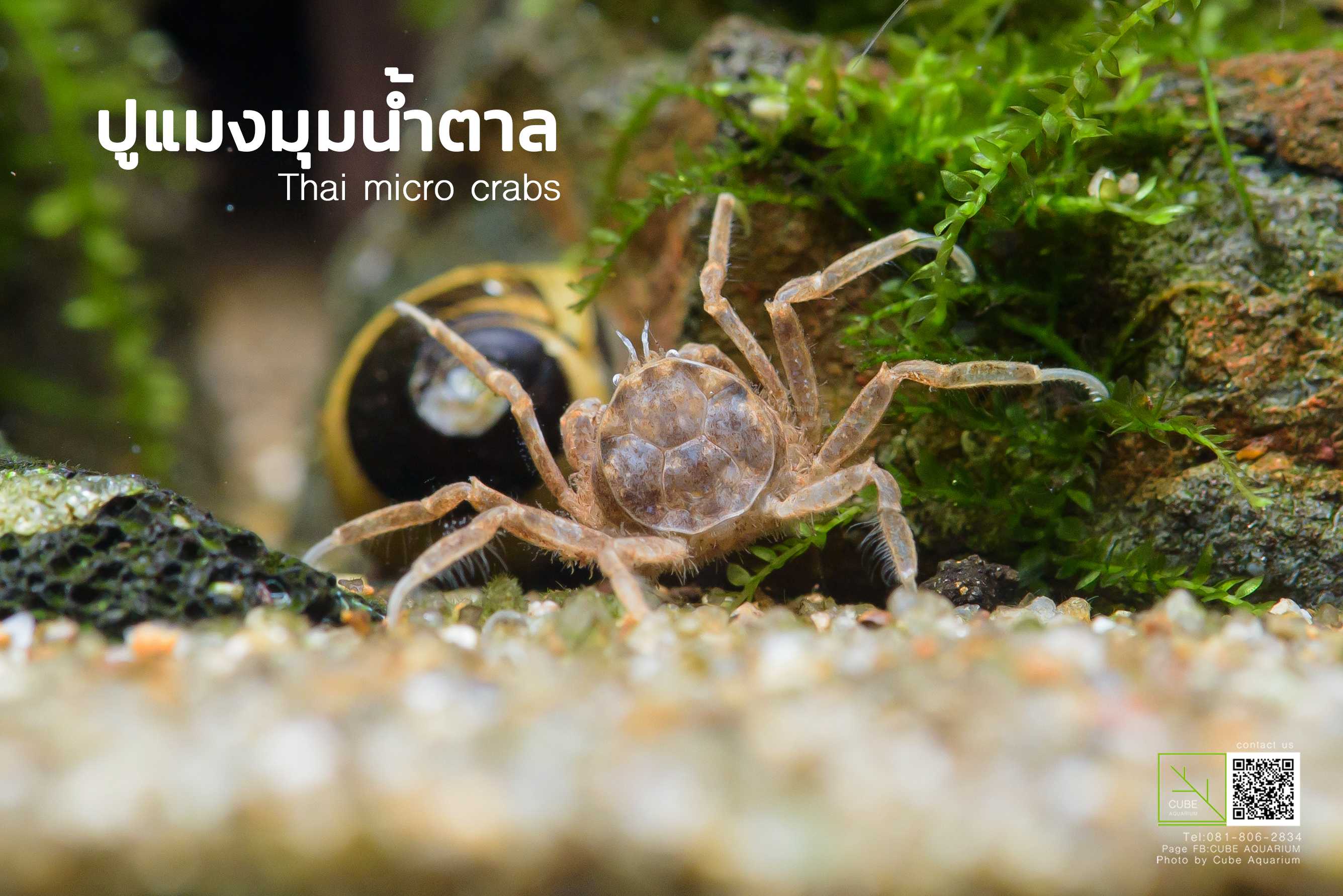 ปูแมงมุมแคระ Thai Micro Crab | LINE SHOPPING