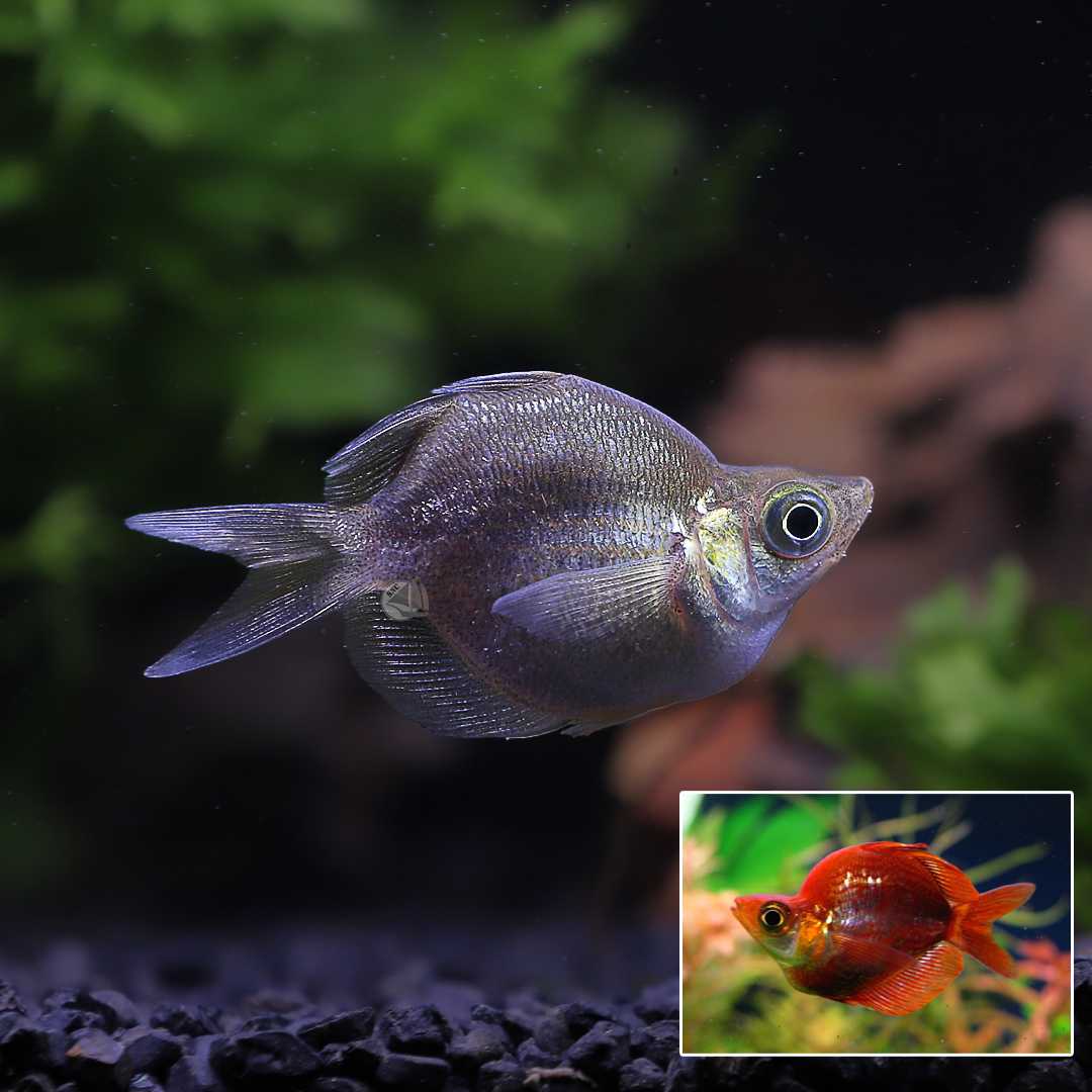 ปลาเรนโบว์แดงช๊อตบอดี้ (Short Body Red Rainbowfish) ขายเซทละ 2ตัว  ไซส์ประมาณ 3.5Cm | Line Shopping