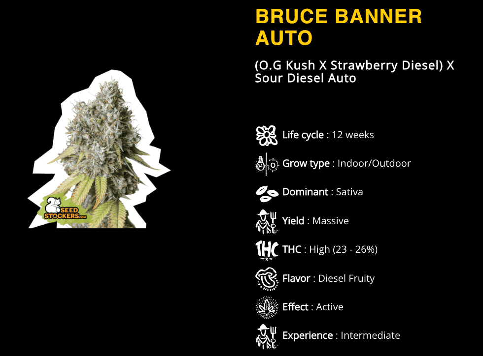 Bruce Banner Auto Pack 5 LINE SHOPPING