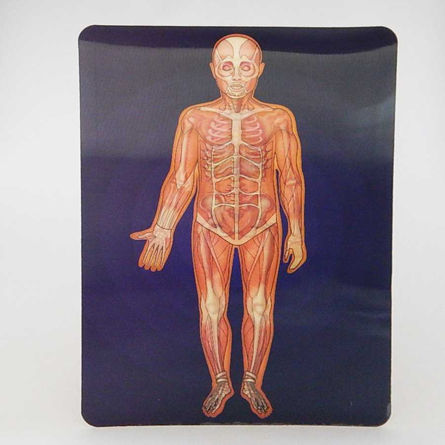 ภาพเคลื่อนไหวระบบร่างกายมนุษย์ | LINE SHOPPING