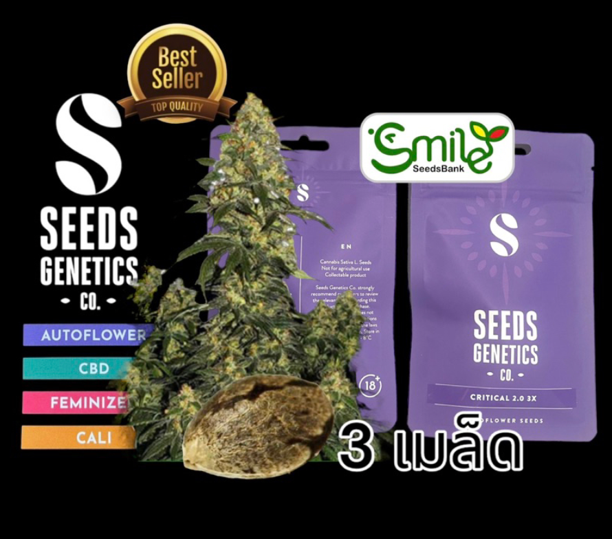 Seeds Genetics.Co Critical 2.0 Auto - Pack 3 | LINE SHOPPING