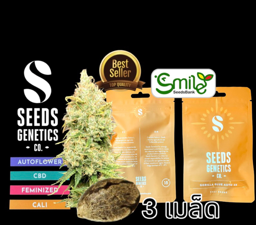 Seeds Genetics.Co Gorilla Glue Auto - Pack 3 | LINE SHOPPING